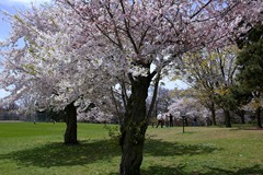 High Park Spring